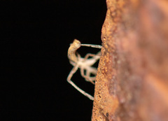 Miagrammopes mexicanus