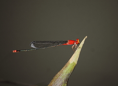 Pseudagrion pilidorsum declaratum