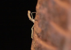 Miagrammopes mexicanus