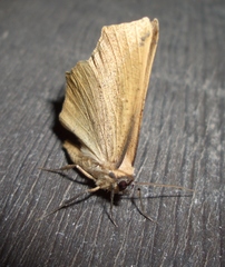 Tetracis cervinaria