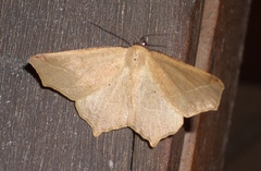 Tetracis cervinaria