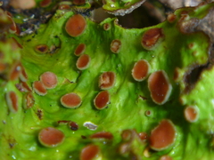 Sticta cinereoglauca