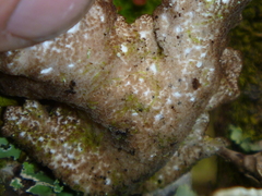 Sticta cinereoglauca