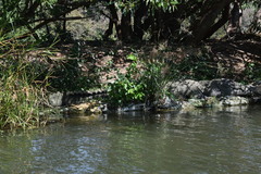 Crocodylus palustris