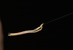 Miagrammopes mexicanus