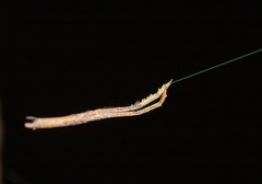 Miagrammopes mexicanus