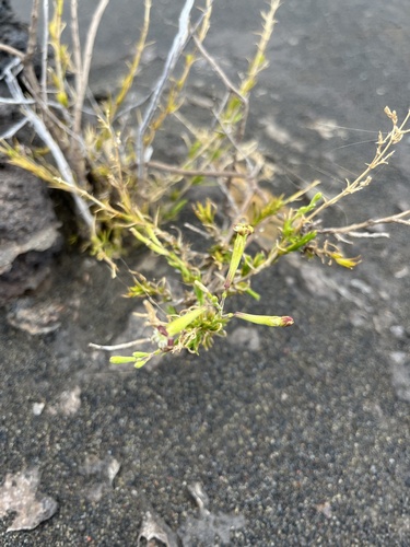 Silene hawaiiensis observed 2023-09-17