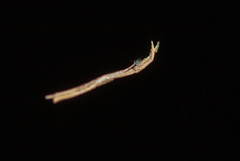 Miagrammopes mexicanus