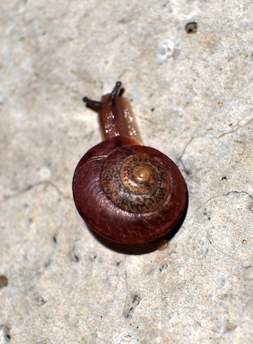 Asian Tramp Snail
