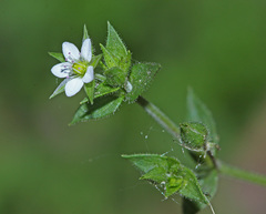 Arenaria serpyllifolia