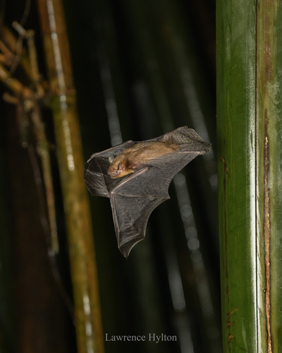 Amber Bamboo Bat