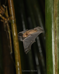 Amber Bamboo Bat photo 2