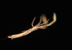 Miagrammopes mexicanus