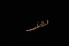 Miagrammopes mexicanus