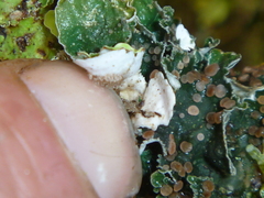 Leioderma pycnophorum