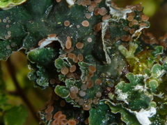 Leioderma pycnophorum