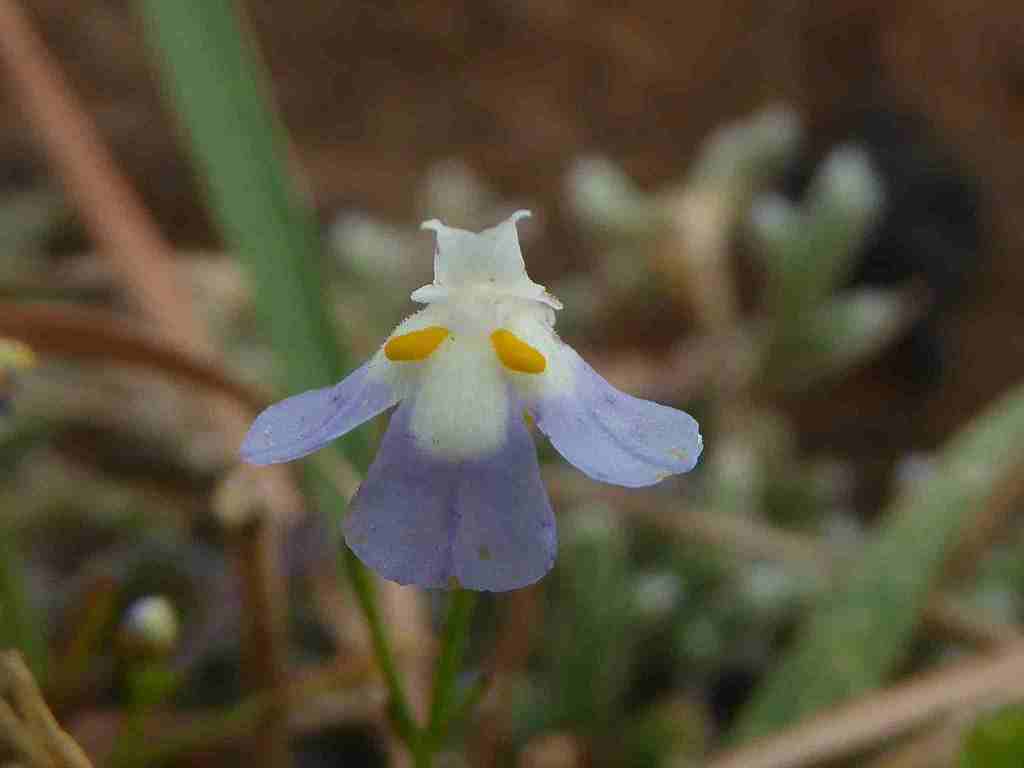 (Linderniella) - Botanical Realm