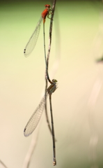 Pseudagrion pilidorsum declaratum