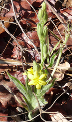 Hypoxis hemerocallidea