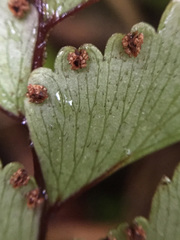 Adiantum fulvum
