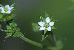 Arenaria serpyllifolia