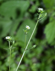 Arenaria serpyllifolia