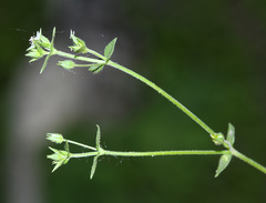 Arenaria serpyllifolia