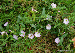 Convolvulus arvensis