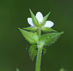 Arenaria serpyllifolia
