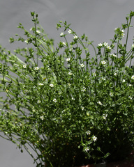 Arenaria serpyllifolia