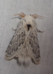 Apotolype brevicrista
