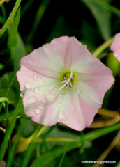 Convolvulus arvensis