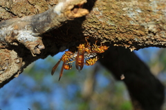 Polistes cubensis