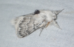 Apotolype brevicrista
