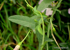 Convolvulus arvensis