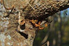 Polistes cubensis
