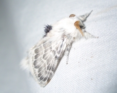 Apotolype brevicrista