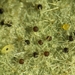 白粉菌科 - Photo 由 Zihao Wang 所上傳的 (c) Zihao Wang，保留部份權利CC BY