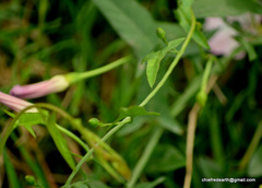 Convolvulus arvensis