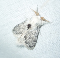 Apotolype brevicrista