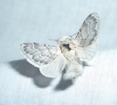Apotolype brevicrista