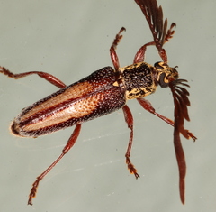 Piesarthrius marginellus
