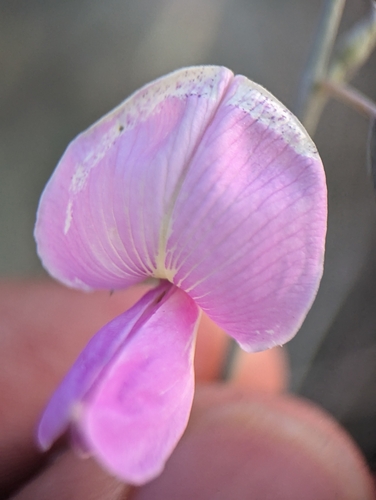 Image of Tephrosia palmeri by (c) Abraham Sánchez Romero, some rights reserved (CC BY)