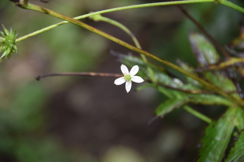 Cao Yu Mei (Anemone rivularis)