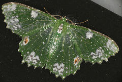 Eucyclodes fascinans