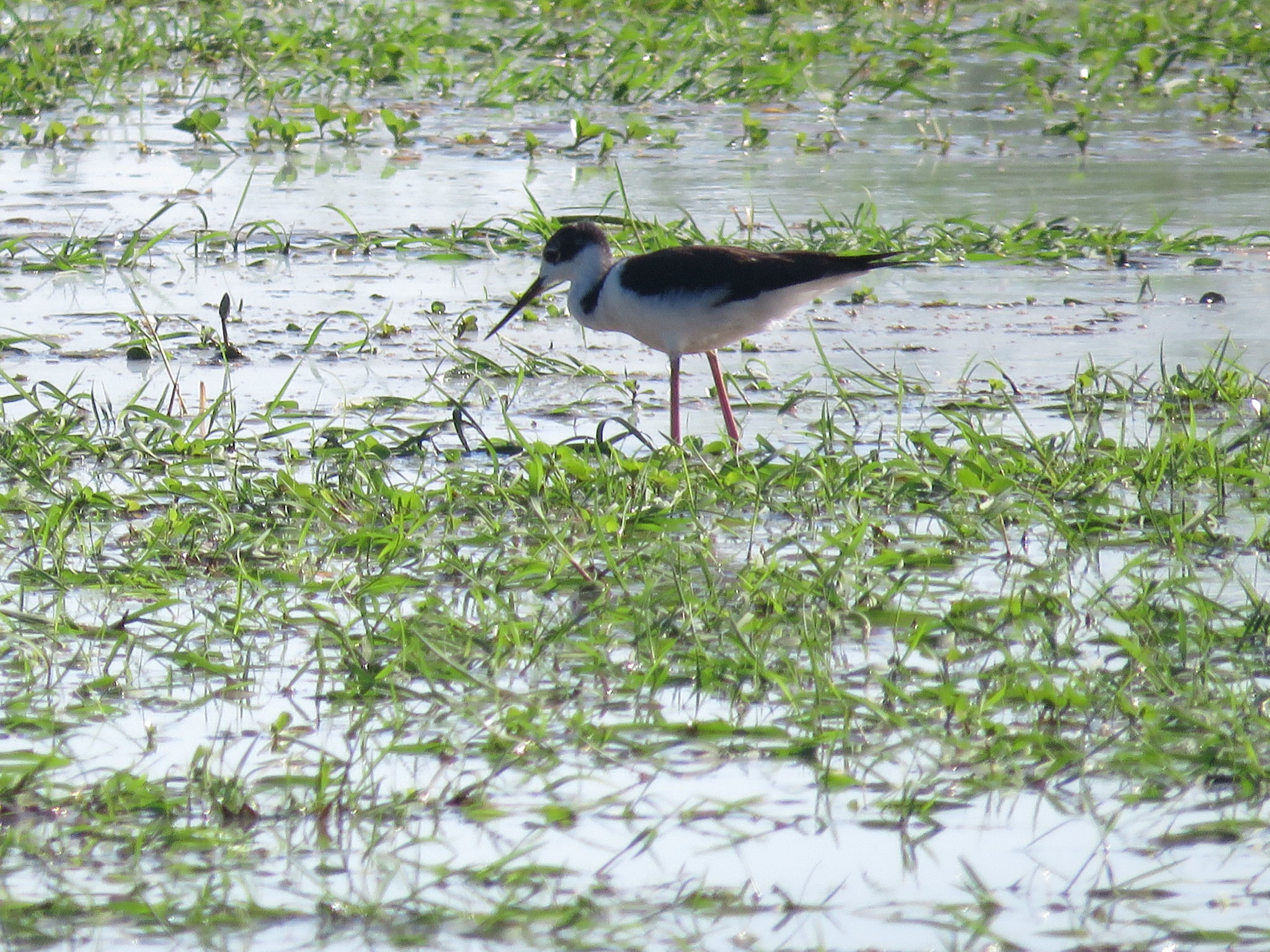 Black-necked Stilt
