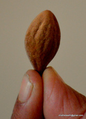 Magnoliopsida