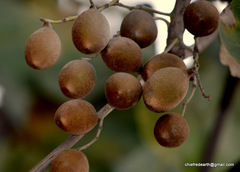 Magnoliopsida