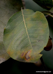 Magnoliopsida