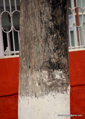 Magnoliopsida